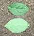  ( - BioBot00347)  @11 [ ] CreativeCommons - Attribution Non-Commercial Share-Alike (2010) Daniel H. Janzen Guanacaste Dry Forest Conservation Fund