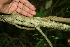  ( - BioBot00351)  @11 [ ] CreativeCommons - Attribution Non-Commercial Share-Alike (2010) Daniel H. Janzen Guanacaste Dry Forest Conservation Fund