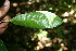  ( - BioBot00356)  @11 [ ] CreativeCommons - Attribution Non-Commercial Share-Alike (2010) Daniel H. Janzen Guanacaste Dry Forest Conservation Fund