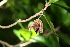  ( - BioBot00357)  @11 [ ] CreativeCommons - Attribution Non-Commercial Share-Alike (2010) Daniel H. Janzen Guanacaste Dry Forest Conservation Fund