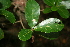  ( - BioBot00357)  @11 [ ] CreativeCommons - Attribution Non-Commercial Share-Alike (2010) Daniel H. Janzen Guanacaste Dry Forest Conservation Fund