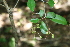  ( - BioBot00362)  @11 [ ] CreativeCommons - Attribution Non-Commercial Share-Alike (2010) Daniel H. Janzen Guanacaste Dry Forest Conservation Fund