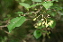  ( - BioBot00362)  @11 [ ] CreativeCommons - Attribution Non-Commercial Share-Alike (2010) Daniel H. Janzen Guanacaste Dry Forest Conservation Fund
