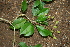  ( - BioBot00362)  @11 [ ] CreativeCommons - Attribution Non-Commercial Share-Alike (2010) Daniel H. Janzen Guanacaste Dry Forest Conservation Fund