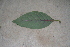  ( - BioBot00363)  @11 [ ] Copyright (2010) Unspecified Unspecified