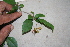  ( - BioBot00364)  @11 [ ] CreativeCommons - Attribution Non-Commercial Share-Alike (2010) Daniel H. Janzen Guanacaste Dry Forest Conservation Fund