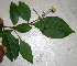  ( - BioBot00364)  @11 [ ] Copyright (2010) Unspecified Unspecified