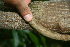  ( - BioBot00375)  @11 [ ] CreativeCommons - Attribution Non-Commercial Share-Alike (2010) Daniel H. Janzen Guanacaste Dry Forest Conservation Fund