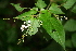  ( - BioBot00384)  @11 [ ] CreativeCommons - Attribution Non-Commercial Share-Alike (2010) Daniel H. Janzen Guanacaste Dry Forest Conservation Fund
