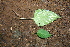  ( - BioBot00384)  @11 [ ] Copyright (2010) Unspecified Unspecified