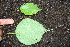  (Croton morifolius - BioBot00390)  @11 [ ] Copyright (2010) Unspecified Unspecified