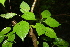  ( - BioBot00392)  @11 [ ] CreativeCommons - Attribution Non-Commercial Share-Alike (2010) Daniel H. Janzen Guanacaste Dry Forest Conservation Fund
