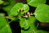  ( - BioBot00392)  @11 [ ] CreativeCommons - Attribution Non-Commercial Share-Alike (2010) Daniel H. Janzen Guanacaste Dry Forest Conservation Fund