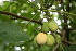  ( - BioBot00395)  @11 [ ] Copyright (2010) Unspecified Unspecified