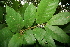  ( - BioBot00406)  @11 [ ] CreativeCommons - Attribution Non-Commercial Share-Alike (2010) Daniel H. Janzen Guanacaste Dry Forest Conservation Fund