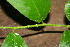 ( - BioBot00406)  @11 [ ] CreativeCommons - Attribution Non-Commercial Share-Alike (2010) Daniel H. Janzen Guanacaste Dry Forest Conservation Fund