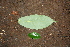  ( - BioBot00406)  @11 [ ] CreativeCommons - Attribution Non-Commercial Share-Alike (2010) Daniel H. Janzen Guanacaste Dry Forest Conservation Fund