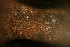  ( - BioBot00407)  @11 [ ] Copyright (2010) Unspecified Unspecified