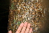  ( - BioBot00407)  @11 [ ] Copyright (2010) Unspecified Unspecified