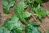  ( - BioBot00411)  @11 [ ] Copyright (2010) Unspecified Unspecified