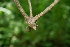  ( - BioBot00416)  @11 [ ] CreativeCommons - Attribution Non-Commercial Share-Alike (2010) Daniel H. Janzen Guanacaste Dry Forest Conservation Fund