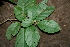  ( - BioBot00416)  @11 [ ] CreativeCommons - Attribution Non-Commercial Share-Alike (2010) Daniel H. Janzen Guanacaste Dry Forest Conservation Fund