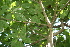  ( - BioBot00417)  @11 [ ] CreativeCommons - Attribution Non-Commercial Share-Alike (2010) Daniel H. Janzen Guanacaste Dry Forest Conservation Fund