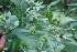  (Varronia - BioBot00421)  @11 [ ] Copyright (2010) Unspecified Unspecified
