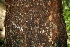  ( - BioBot00425)  @11 [ ] CreativeCommons - Attribution Non-Commercial Share-Alike (2010) Daniel H. Janzen Guanacaste Dry Forest Conservation Fund