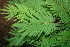  ( - BioBot00425)  @11 [ ] CreativeCommons - Attribution Non-Commercial Share-Alike (2010) Daniel H. Janzen Guanacaste Dry Forest Conservation Fund