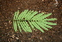  ( - BioBot00425)  @11 [ ] CreativeCommons - Attribution Non-Commercial Share-Alike (2010) Daniel H. Janzen Guanacaste Dry Forest Conservation Fund