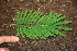  ( - BioBot00425)  @11 [ ] CreativeCommons - Attribution Non-Commercial Share-Alike (2010) Daniel H. Janzen Guanacaste Dry Forest Conservation Fund
