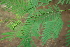  ( - BioBot00425)  @11 [ ] CreativeCommons - Attribution Non-Commercial Share-Alike (2010) Daniel H. Janzen Guanacaste Dry Forest Conservation Fund