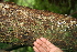  ( - BioBot00426)  @11 [ ] CreativeCommons - Attribution Non-Commercial Share-Alike (2010) Daniel H. Janzen Guanacaste Dry Forest Conservation Fund