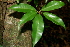  (Pouteria reticulata - BioBot00429)  @11 [ ] Copyright (2010) Unspecified Unspecified