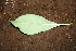  ( - BioBot00430)  @11 [ ] CreativeCommons - Attribution Non-Commercial Share-Alike (2010) Daniel H. Janzen Guanacaste Dry Forest Conservation Fund