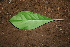  ( - BioBot00430)  @11 [ ] CreativeCommons - Attribution Non-Commercial Share-Alike (2010) Daniel H. Janzen Guanacaste Dry Forest Conservation Fund