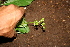  ( - BioBot00430)  @11 [ ] CreativeCommons - Attribution Non-Commercial Share-Alike (2010) Daniel H. Janzen Guanacaste Dry Forest Conservation Fund