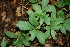  ( - BioBot00434)  @11 [ ] CreativeCommons - Attribution Non-Commercial Share-Alike (2010) Daniel H. Janzen Guanacaste Dry Forest Conservation Fund