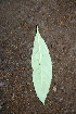  ( - BioBot00434)  @11 [ ] Copyright (2010) Unspecified Unspecified
