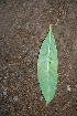  ( - BioBot00434)  @11 [ ] Copyright (2010) Unspecified Unspecified