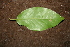  (Coccoloba guanacastensis - BioBot00436)  @11 [ ] Copyright (2010) Unspecified Unspecified