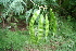  (Acacia centralis - BioBot00439)  @12 [ ] CreativeCommons - Attribution Non-Commercial Share-Alike (2010) Daniel H. Janzen Guanacaste Dry Forest Conservation Fund