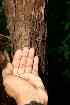  ( - BioBot00440)  @11 [ ] Copyright (2010) Unspecified Unspecified