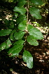 ( - BioBot00440)  @11 [ ] CreativeCommons - Attribution Non-Commercial Share-Alike (2010) Daniel H. Janzen Guanacaste Dry Forest Conservation Fund