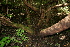  ( - BioBot00442)  @11 [ ] Copyright (2010) Unspecified Unspecified