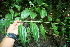  ( - BioBot00464)  @11 [ ] CreativeCommons - Attribution Non-Commercial Share-Alike (2010) Daniel H. Janzen Guanacaste Dry Forest Conservation Fund