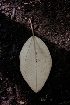  (Miconia argentea - BioBot00472)  @11 [ ] CreativeCommons - Attribution Non-Commercial Share-Alike (2010) Daniel H. Janzen Guanacaste Dry Forest Conservation Fund