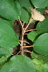  ( - BioBot00472)  @11 [ ] CreativeCommons - Attribution Non-Commercial Share-Alike (2010) Daniel H. Janzen Guanacaste Dry Forest Conservation Fund