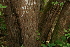  ( - BioBot00473)  @11 [ ] CreativeCommons - Attribution Non-Commercial Share-Alike (2010) Daniel H. Janzen Guanacaste Dry Forest Conservation Fund